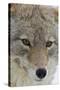 Coyote close-up-Ken Archer-Stretched Canvas