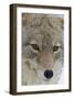 Coyote close-up-Ken Archer-Framed Photographic Print