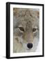 Coyote close-up-Ken Archer-Framed Photographic Print