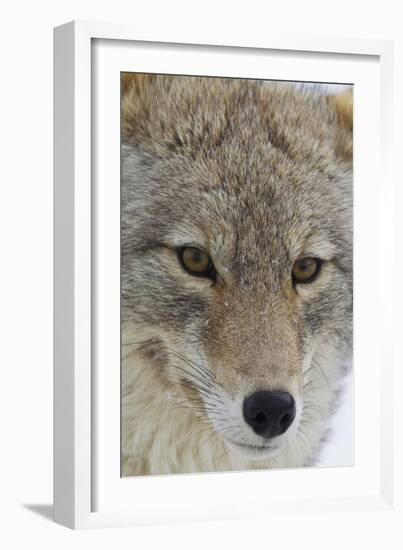 Coyote close-up-Ken Archer-Framed Photographic Print