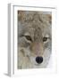 Coyote close-up-Ken Archer-Framed Photographic Print
