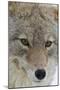 Coyote close-up-Ken Archer-Mounted Photographic Print