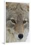 Coyote close-up-Ken Archer-Framed Photographic Print