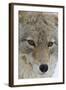 Coyote close-up-Ken Archer-Framed Photographic Print