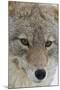 Coyote close-up-Ken Archer-Mounted Photographic Print