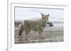 Coyote Creek-Wink Gaines-Framed Giclee Print