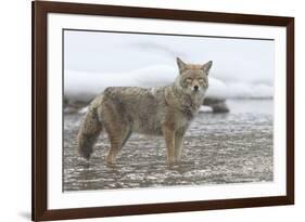 Coyote Creek-Wink Gaines-Framed Giclee Print