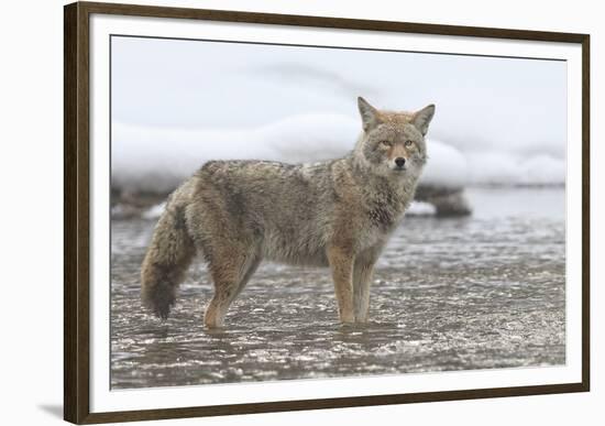 Coyote Creek-Wink Gaines-Framed Giclee Print