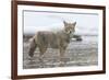 Coyote Creek-Wink Gaines-Framed Giclee Print