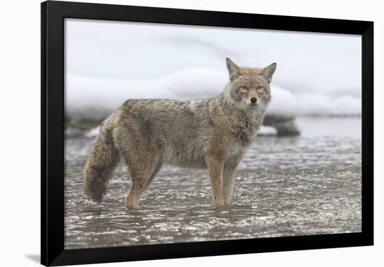 Coyote Creek-Wink Gaines-Framed Giclee Print