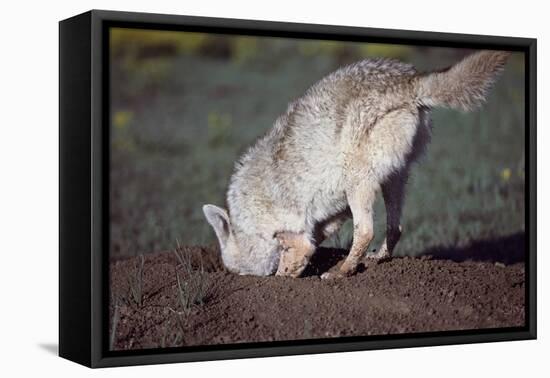 Coyote Digging in Prairie Dog Hole-W. Perry Conway-Framed Stretched Canvas