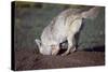 Coyote Digging in Prairie Dog Hole-W. Perry Conway-Stretched Canvas