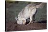 Coyote Digging in Prairie Dog Hole-W. Perry Conway-Stretched Canvas