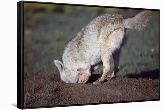 Coyote Digging in Prairie Dog Hole-W. Perry Conway-Framed Stretched Canvas