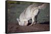 Coyote Digging in Prairie Dog Hole-W. Perry Conway-Framed Stretched Canvas