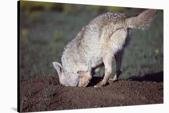 Coyote Digging in Prairie Dog Hole-W. Perry Conway-Stretched Canvas