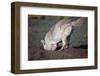 Coyote Digging in Prairie Dog Hole-W. Perry Conway-Framed Premium Photographic Print