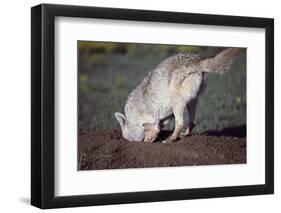 Coyote Digging in Prairie Dog Hole-W. Perry Conway-Framed Premium Photographic Print