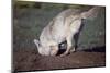 Coyote Digging in Prairie Dog Hole-W. Perry Conway-Mounted Premium Photographic Print