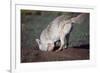 Coyote Digging in Prairie Dog Hole-W. Perry Conway-Framed Photographic Print