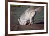 Coyote Digging in Prairie Dog Hole-W. Perry Conway-Framed Photographic Print