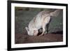 Coyote Digging in Prairie Dog Hole-W. Perry Conway-Framed Photographic Print