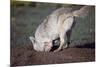 Coyote Digging in Prairie Dog Hole-W. Perry Conway-Mounted Photographic Print