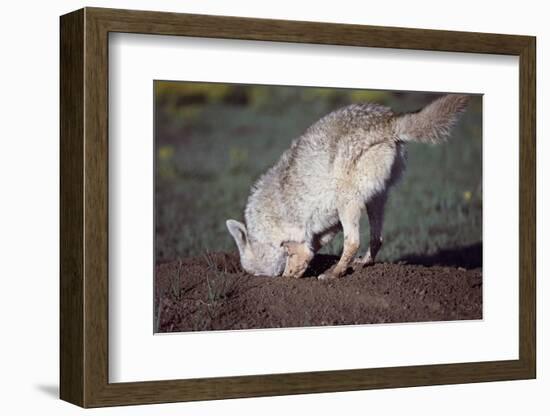 Coyote Digging in Prairie Dog Hole-W. Perry Conway-Framed Photographic Print