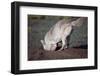 Coyote Digging in Prairie Dog Hole-W. Perry Conway-Framed Photographic Print