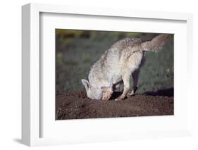 Coyote Digging in Prairie Dog Hole-W. Perry Conway-Framed Photographic Print