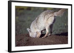 Coyote Digging in Prairie Dog Hole-W. Perry Conway-Framed Photographic Print