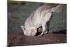 Coyote Digging in Prairie Dog Hole-W. Perry Conway-Mounted Photographic Print
