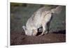 Coyote Digging in Prairie Dog Hole-W. Perry Conway-Framed Photographic Print