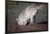 Coyote Digging in Prairie Dog Hole-W. Perry Conway-Framed Photographic Print