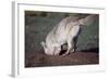 Coyote Digging in Prairie Dog Hole-W. Perry Conway-Framed Photographic Print