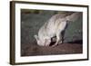 Coyote Digging in Prairie Dog Hole-W. Perry Conway-Framed Photographic Print