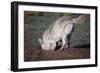 Coyote Digging in Prairie Dog Hole-W. Perry Conway-Framed Photographic Print