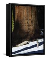 Coyote Dwarfed by a Tall Sequoia Tree Trunk in Sequoia National Park, California, USA-Kober Christian-Framed Stretched Canvas