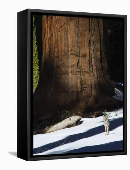 Coyote Dwarfed by a Tall Sequoia Tree Trunk in Sequoia National Park, California, USA-Kober Christian-Framed Stretched Canvas