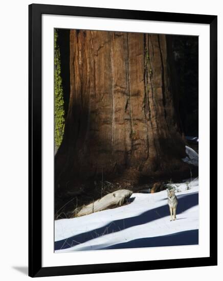 Coyote Dwarfed by a Tall Sequoia Tree Trunk in Sequoia National Park, California, USA-Kober Christian-Framed Premium Photographic Print