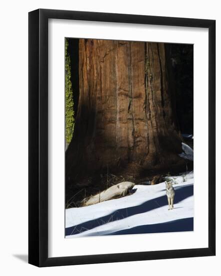 Coyote Dwarfed by a Tall Sequoia Tree Trunk in Sequoia National Park, California, USA-Kober Christian-Framed Photographic Print