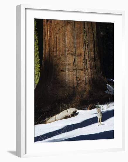 Coyote Dwarfed by a Tall Sequoia Tree Trunk in Sequoia National Park, California, USA-Kober Christian-Framed Photographic Print