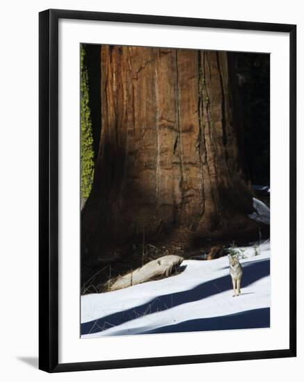 Coyote Dwarfed by a Tall Sequoia Tree Trunk in Sequoia National Park, California, USA-Kober Christian-Framed Photographic Print