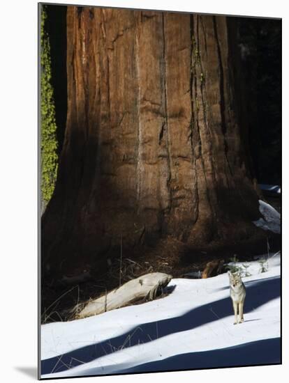Coyote Dwarfed by a Tall Sequoia Tree Trunk in Sequoia National Park, California, USA-Kober Christian-Mounted Photographic Print