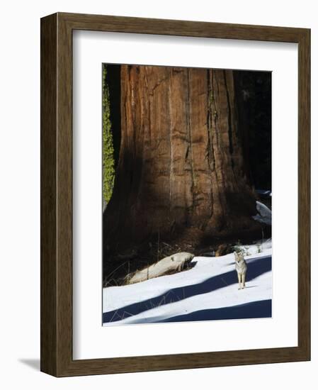 Coyote Dwarfed by a Tall Sequoia Tree Trunk in Sequoia National Park, California, USA-Kober Christian-Framed Photographic Print