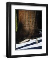 Coyote Dwarfed by a Tall Sequoia Tree Trunk in Sequoia National Park, California, USA-Kober Christian-Framed Photographic Print