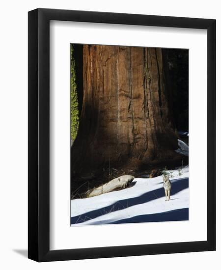 Coyote Dwarfed by a Tall Sequoia Tree Trunk in Sequoia National Park, California, USA-Kober Christian-Framed Photographic Print