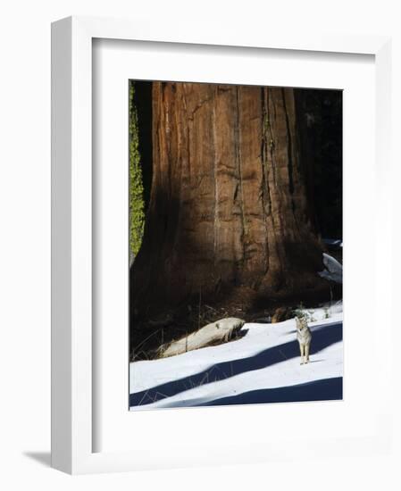 Coyote Dwarfed by a Tall Sequoia Tree Trunk in Sequoia National Park, California, USA-Kober Christian-Framed Photographic Print