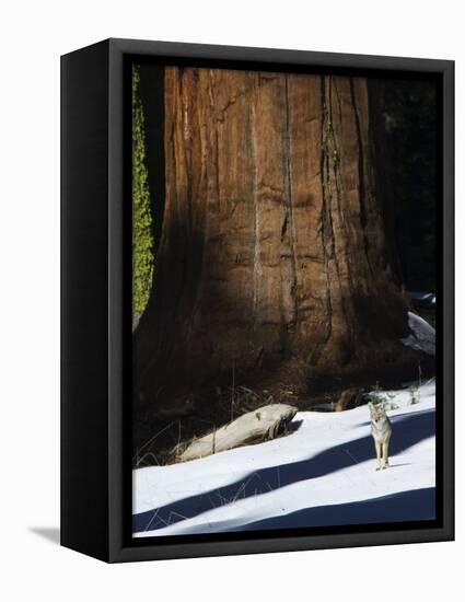 Coyote Dwarfed by a Tall Sequoia Tree Trunk in Sequoia National Park, California, USA-Kober Christian-Framed Stretched Canvas