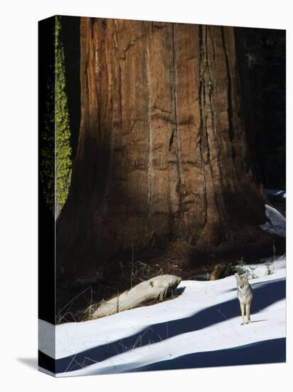 Coyote Dwarfed by a Tall Sequoia Tree Trunk in Sequoia National Park, California, USA-Kober Christian-Stretched Canvas
